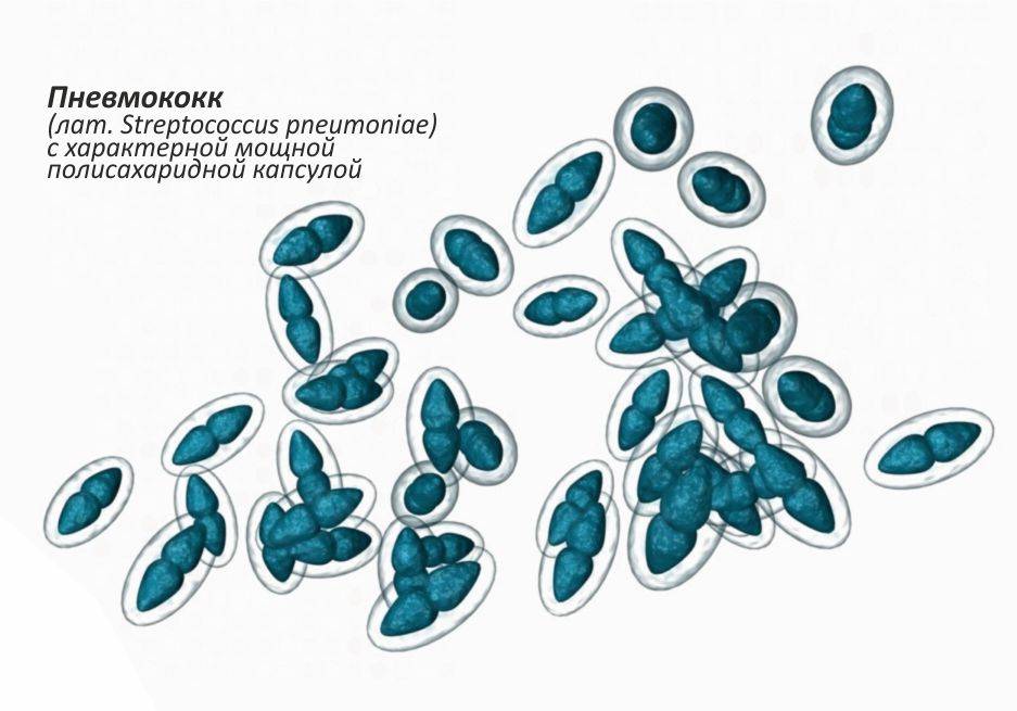 пневмококк и оболочка.jpg
