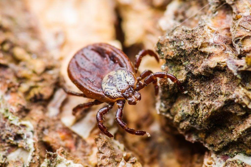 Клещ в природной среде клещ в статью.jpg