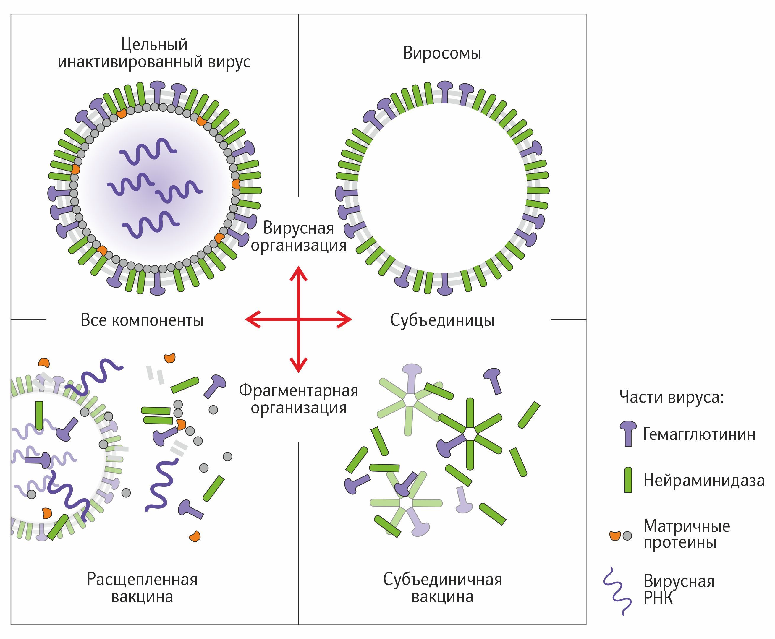 Части вируса гриппа.jpg