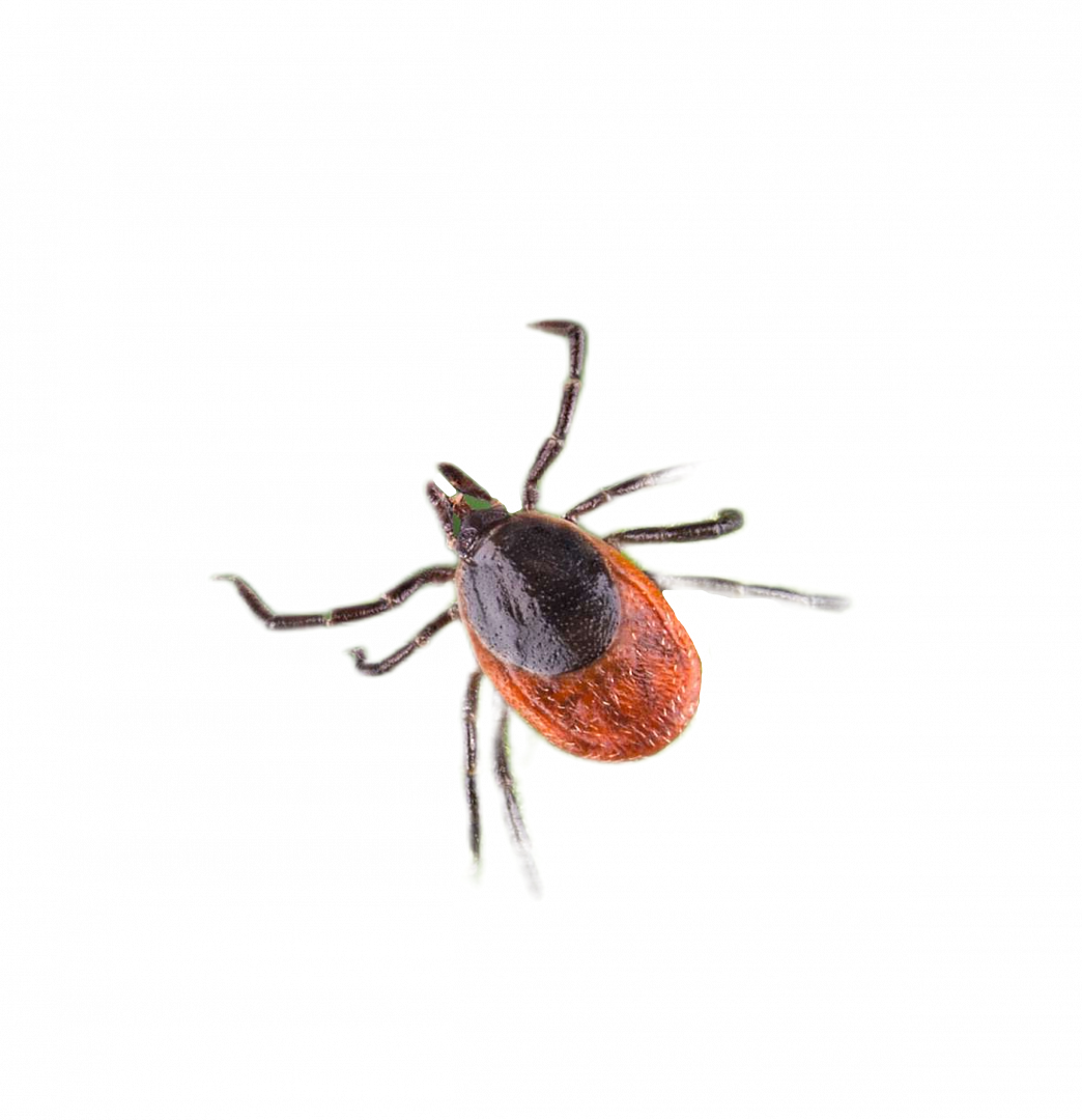 Вакцинация от клещевого энцефалита